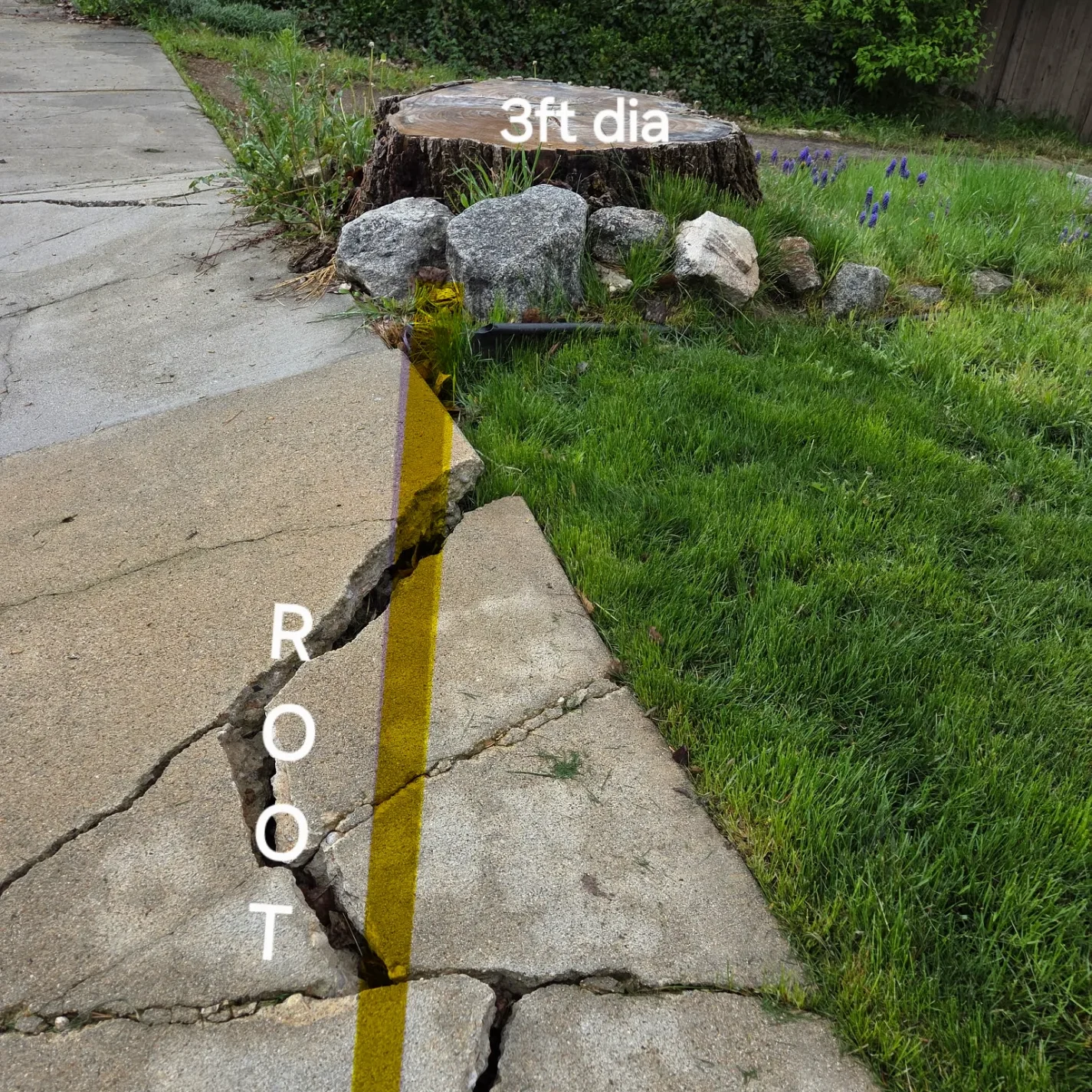 Large tree root cracking a concrete sidewalk near a three foot diameter stump