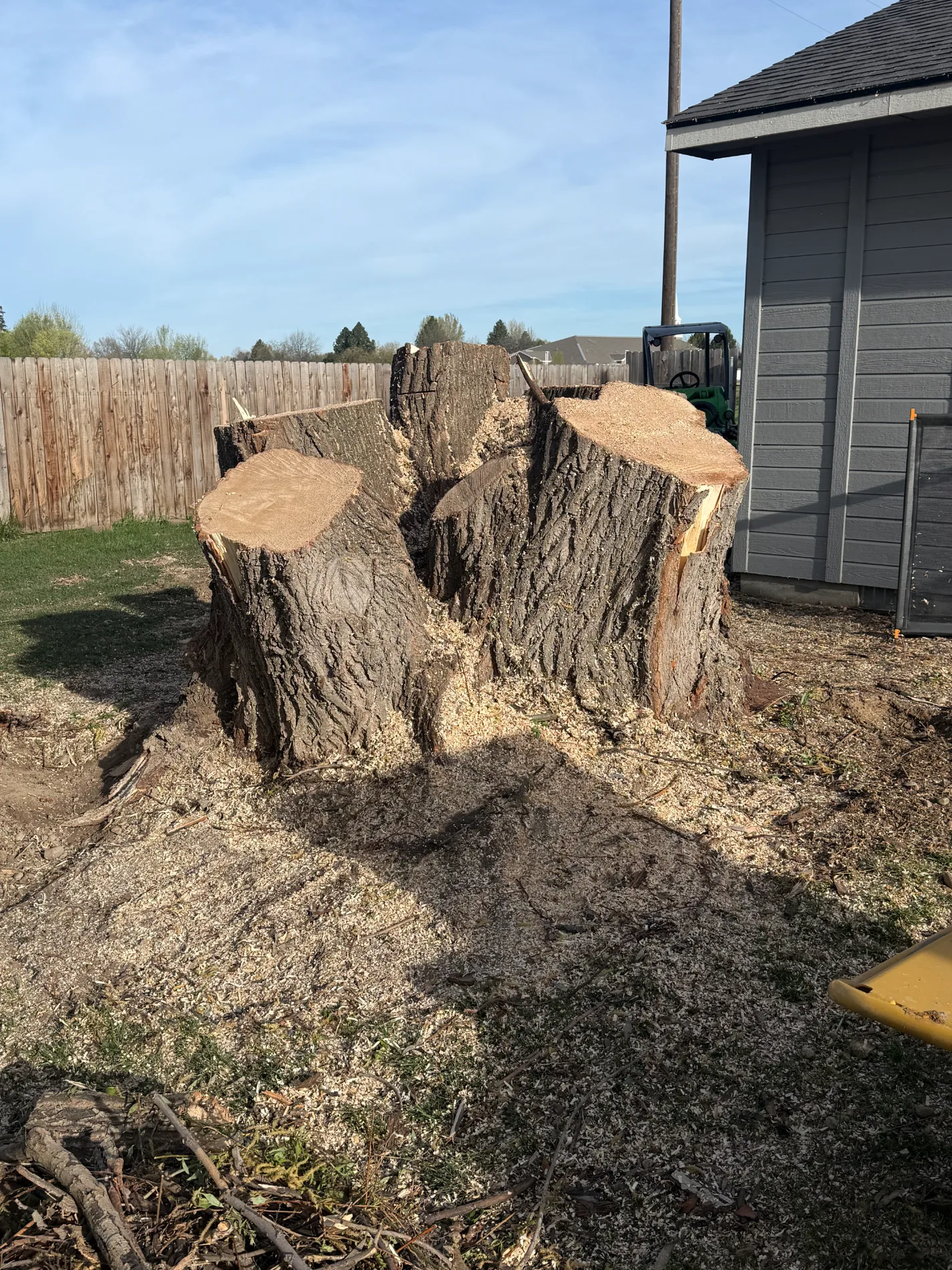 Large multi-trunk tree stump surrounded by wood chips before stump grinding in a backyard.