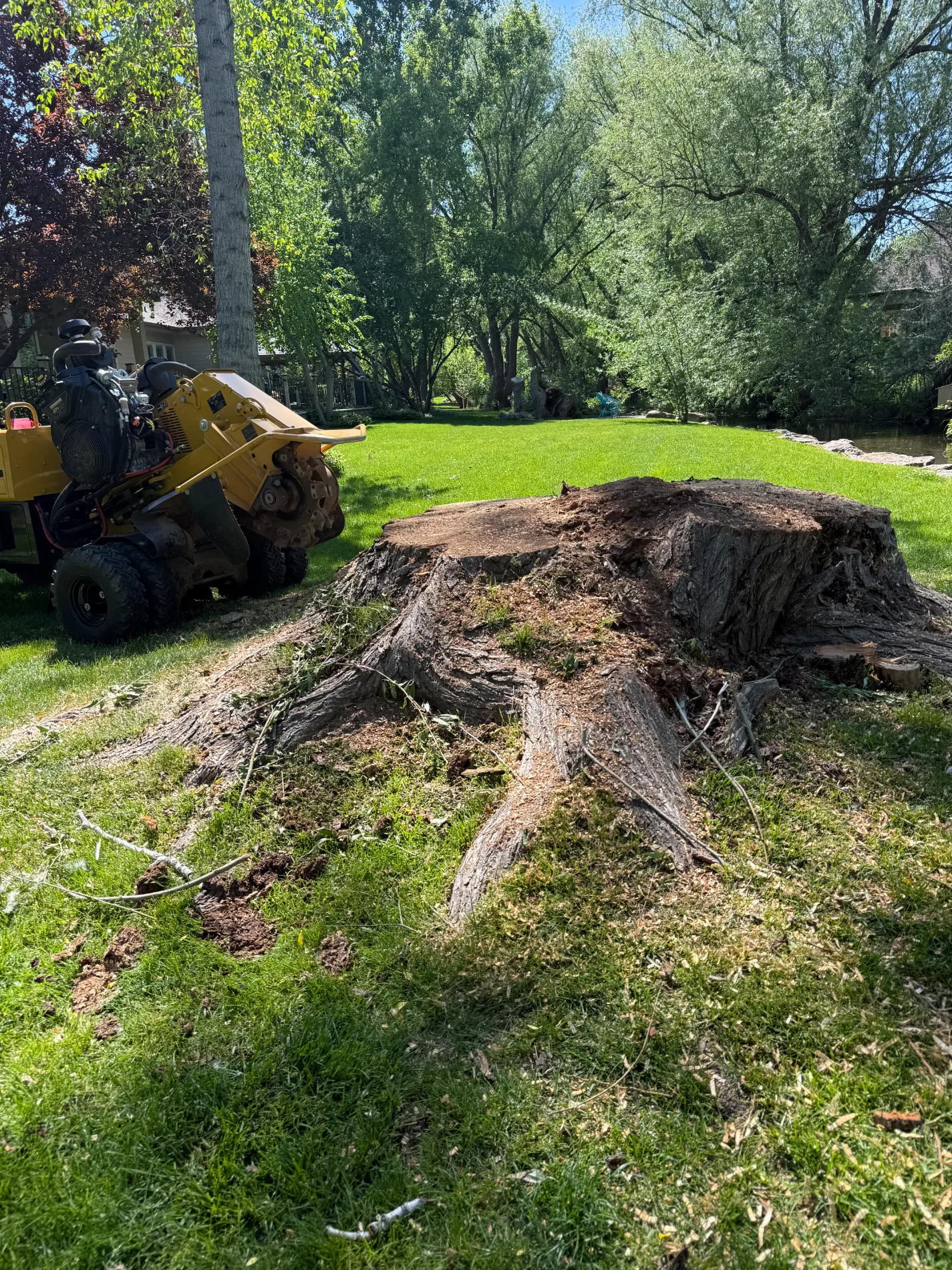 Large tree stump in a grassy yard next to a yellow stump grinding machine
