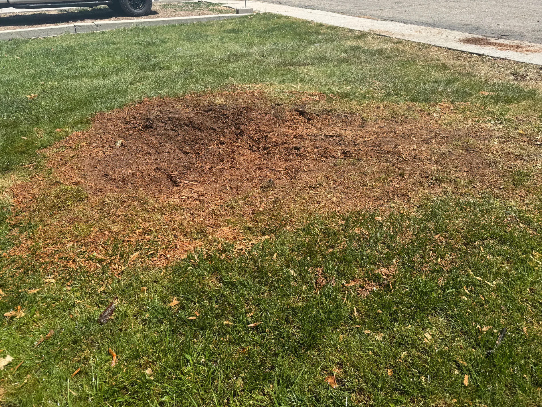 Fresh wood chips on a green lawn after professional stump grinding