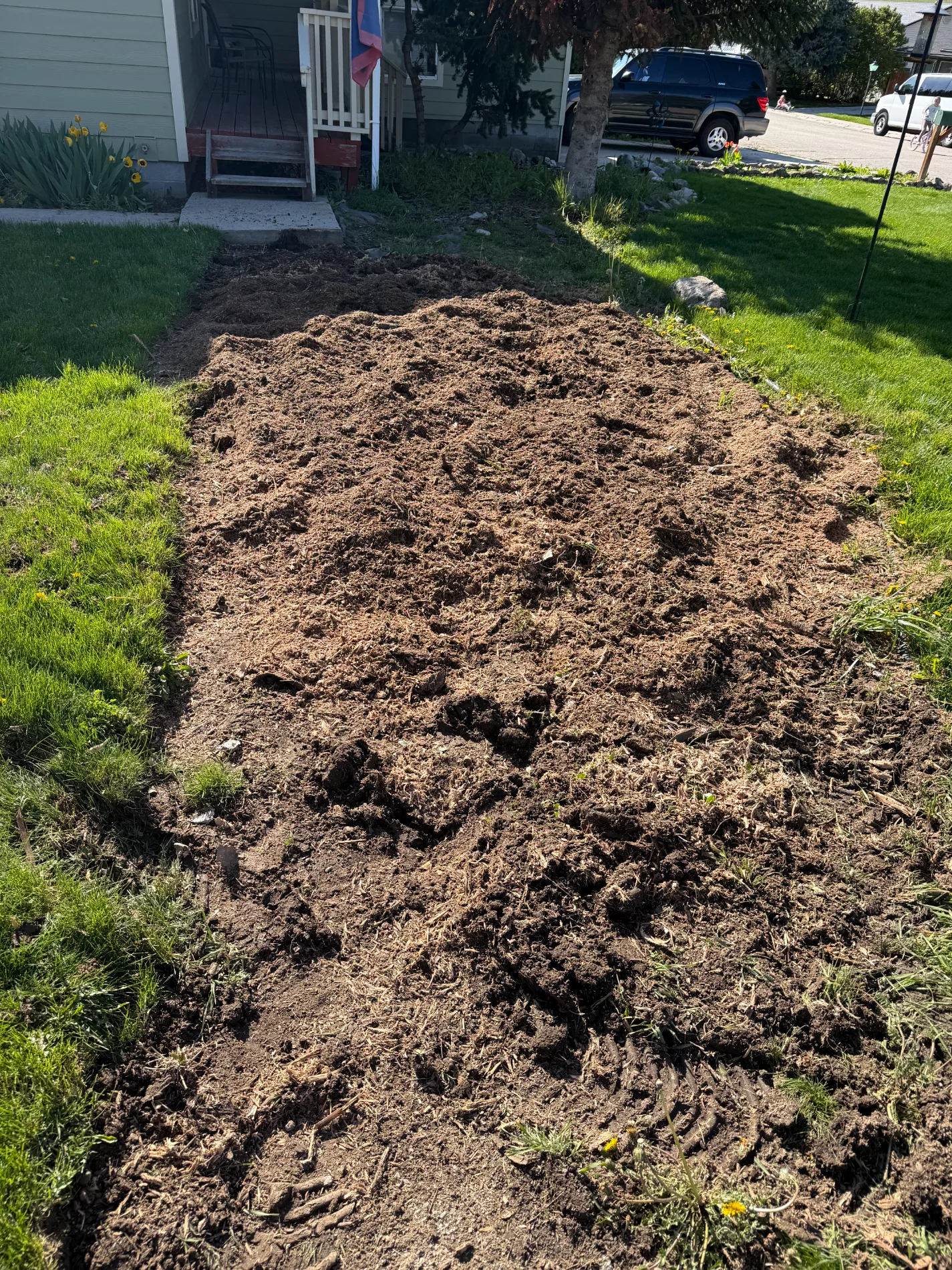 Large pile of fresh wood chips on a front lawn after stump grinding