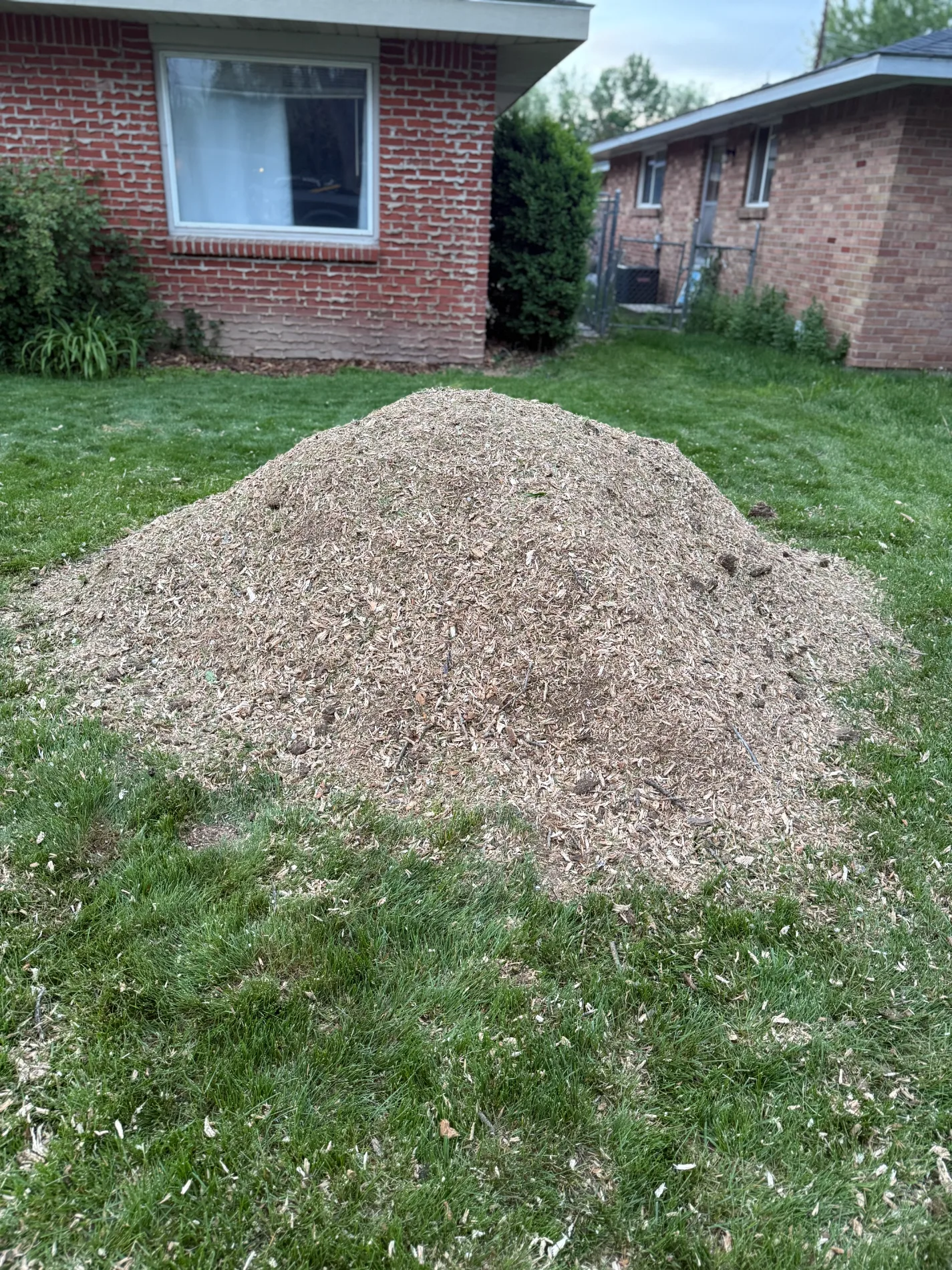 Large pile of fresh wood chips on a green residential lawn after stump grinding